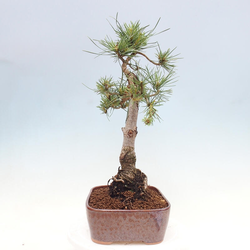 Vonkajšie bonsai - Pinus Sylvestris - Borovica lesná