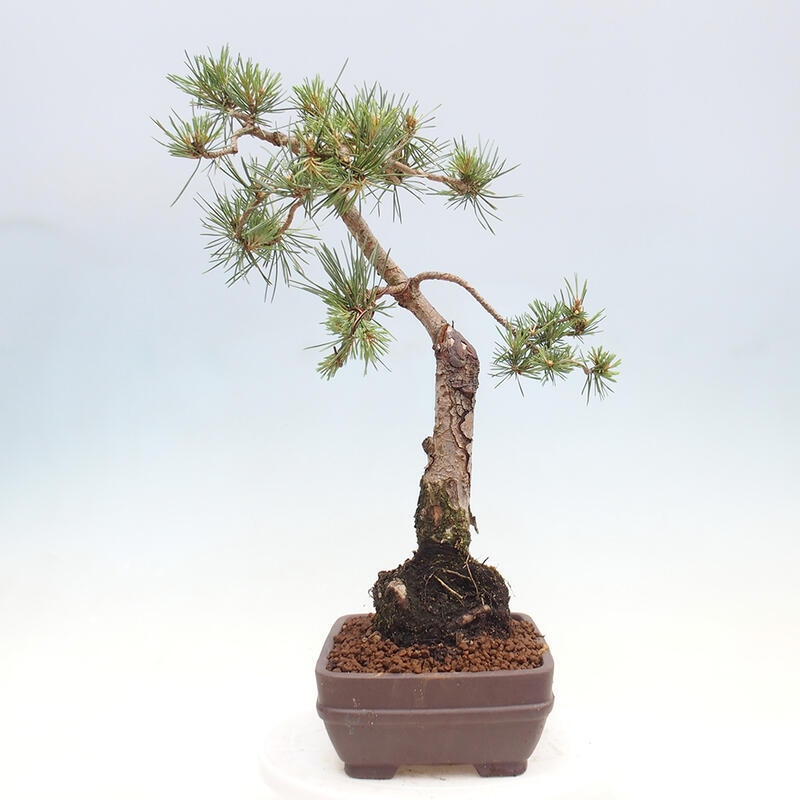Vonkajšie bonsai - Pinus Sylvestris - Borovica lesná