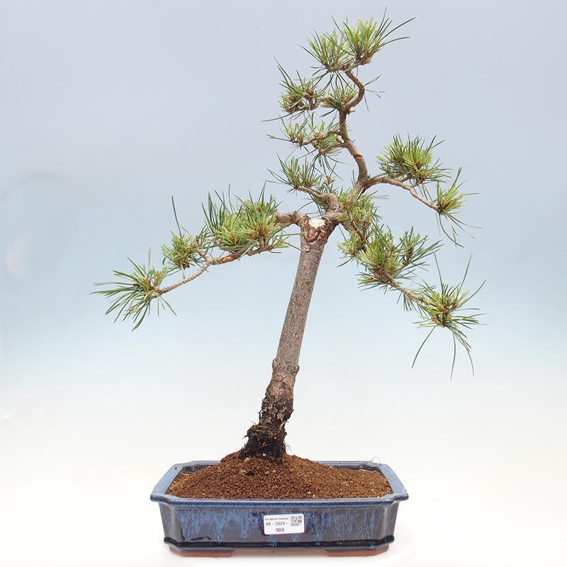 Vonkajšie bonsai - Pinus Sylvestris - Borovica lesná