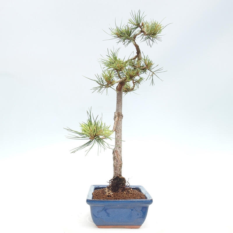 Vonkajšie bonsai - Pinus Sylvestris - Borovica lesná