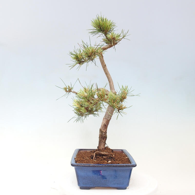 Vonkajšie bonsai - Pinus Sylvestris - Borovica lesná