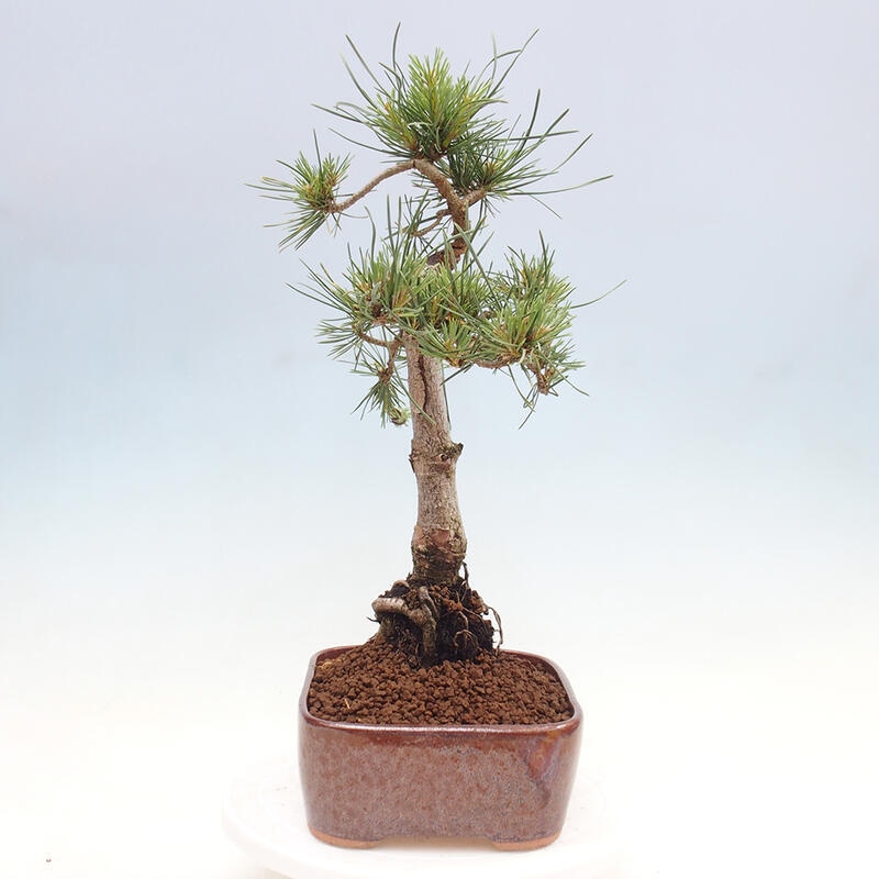 Vonkajšie bonsai - Pinus Sylvestris - Borovica lesná