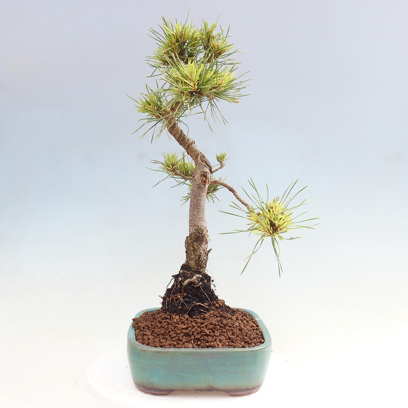 Vonkajšie bonsai - Pinus Sylvestris - Borovica lesná