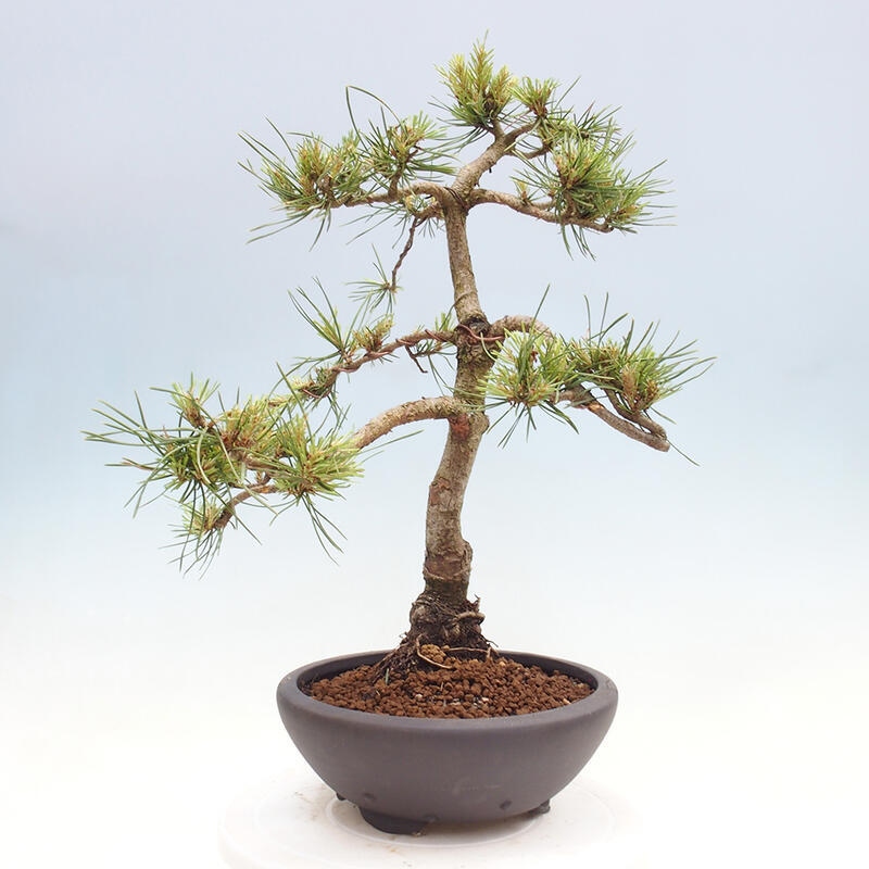 Vonkajšie bonsai - Pinus Sylvestris - Borovica lesná