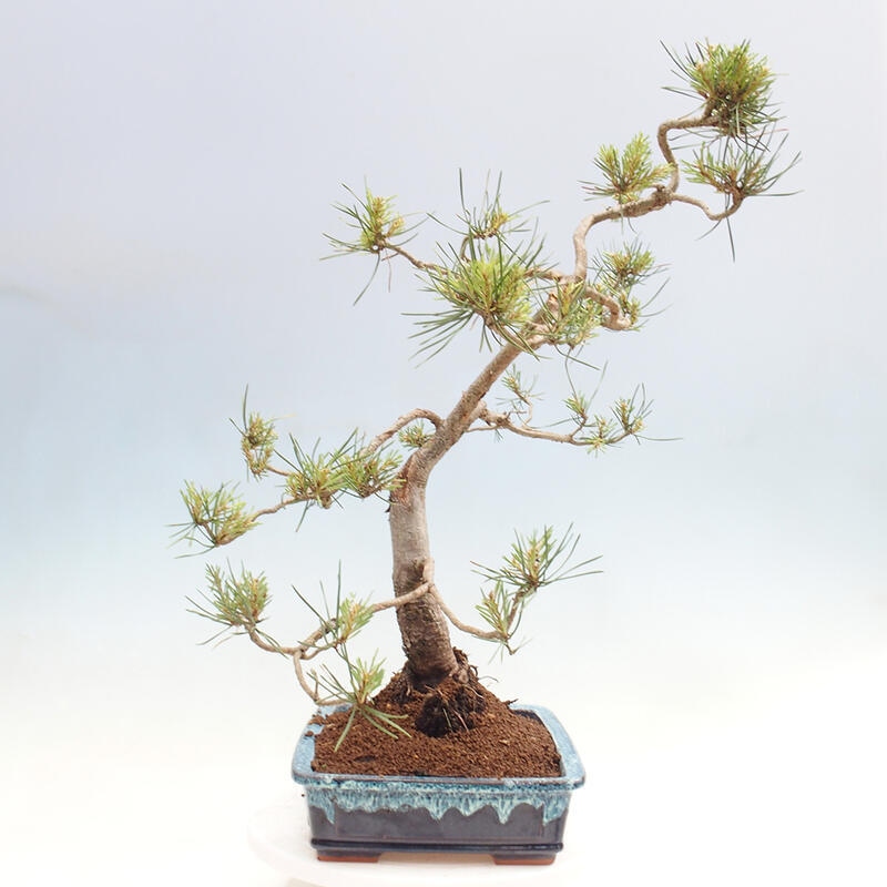 Vonkajšie bonsai - Pinus Sylvestris - Borovica lesná