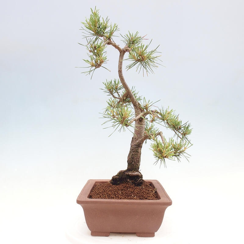Vonkajšie bonsai - Pinus Sylvestris - Borovica lesná