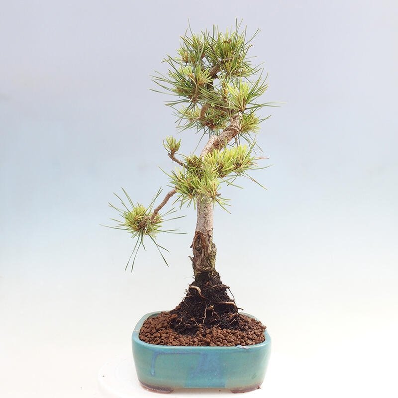 Vonkajšie bonsai - Pinus Sylvestris - Borovica lesná