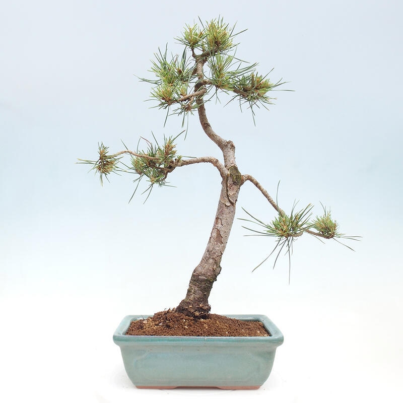 Vonkajšie bonsai - Pinus Sylvestris - Borovica lesná