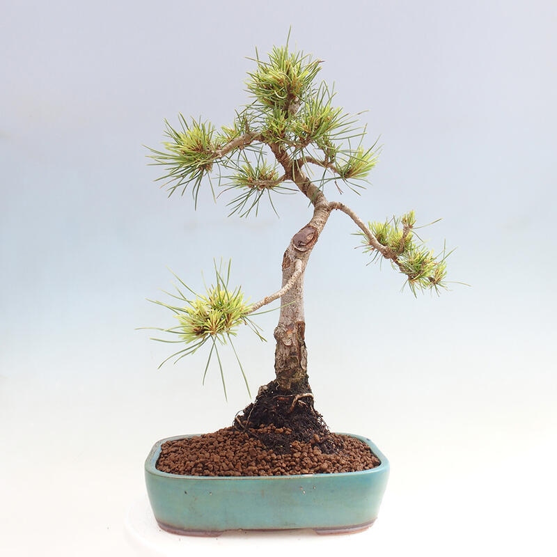Vonkajšie bonsai - Pinus Sylvestris - Borovica lesná
