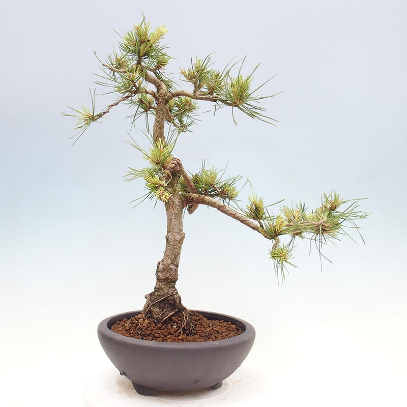 Vonkajšie bonsai - Pinus Sylvestris - Borovica lesná