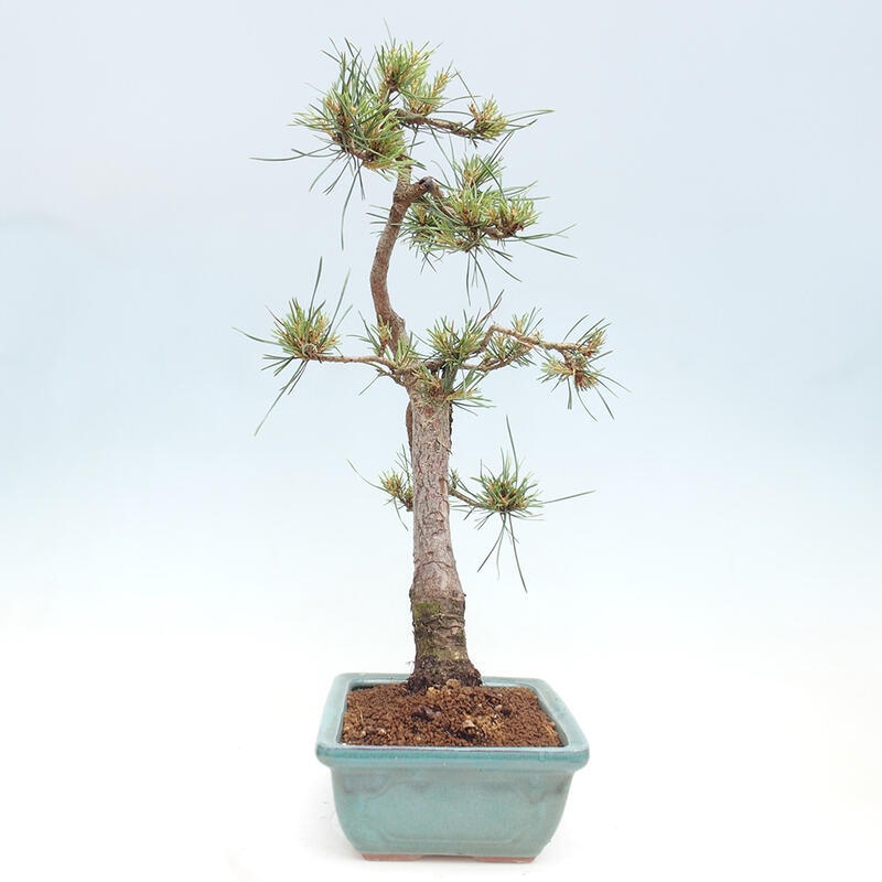 Vonkajšie bonsai - Pinus Sylvestris - Borovica lesná