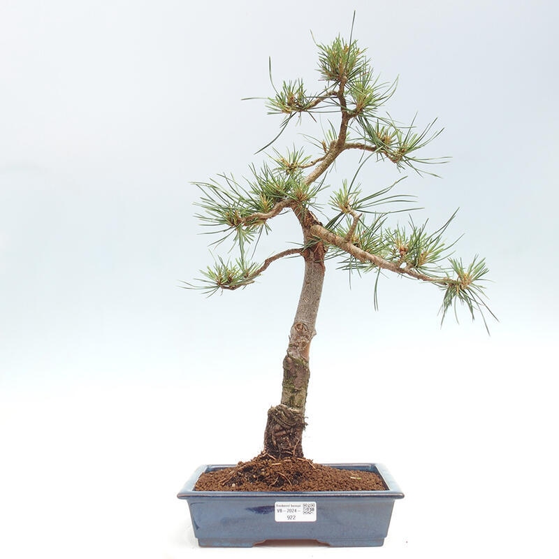 Vonkajšie bonsai - Pinus Sylvestris - Borovica lesná