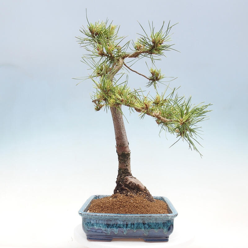 Vonkajšie bonsai - Pinus Sylvestris - Borovica lesná