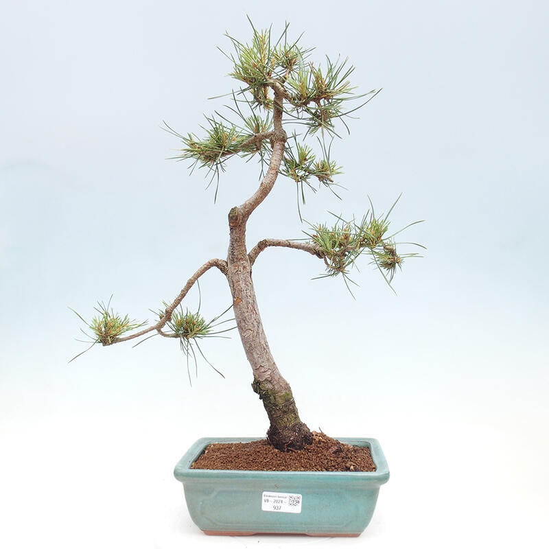Vonkajšie bonsai - Pinus Sylvestris - Borovica lesná