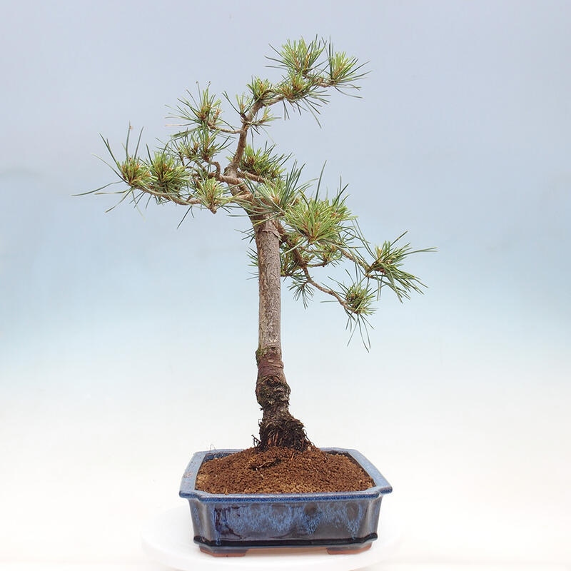 Vonkajšie bonsai - Pinus Sylvestris - Borovica lesná