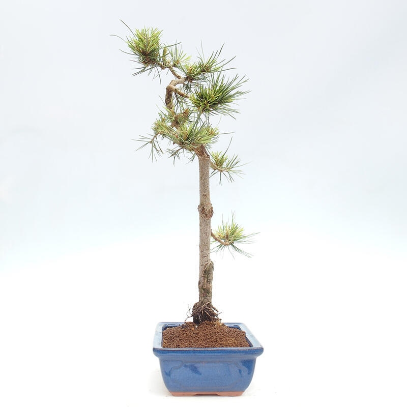 Vonkajšie bonsai - Pinus Sylvestris - Borovica lesná