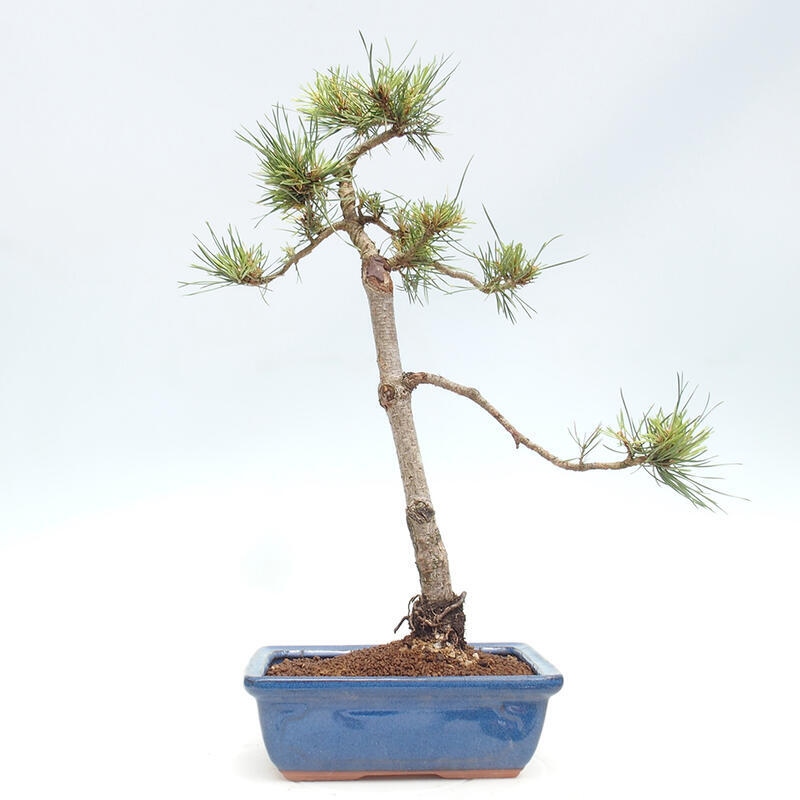 Vonkajšie bonsai - Pinus Sylvestris - Borovica lesná