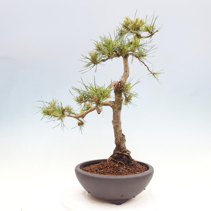 Vonkajšie bonsai - Pinus Sylvestris - Borovica lesná