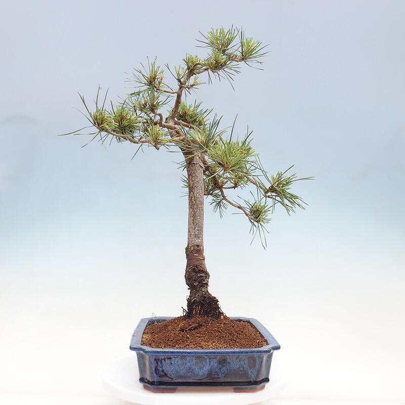 Vonkajšie bonsai - Pinus Sylvestris - Borovica lesná