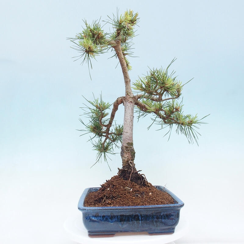 Vonkajšie bonsai - Pinus Sylvestris - Borovica lesná