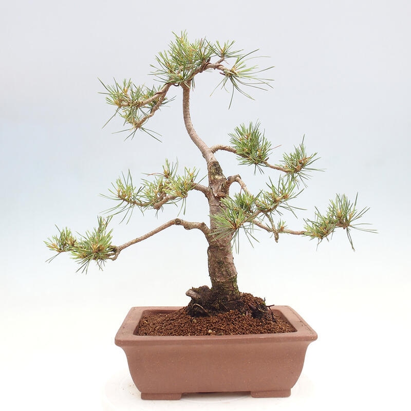 Vonkajšie bonsai - Pinus Sylvestris - Borovica lesná