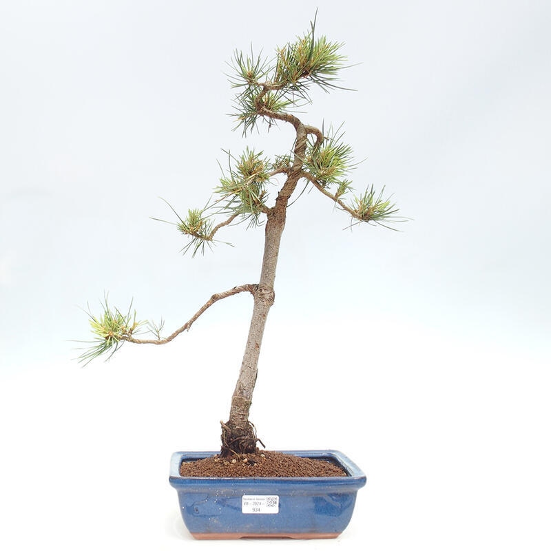 Vonkajšie bonsai - Pinus Sylvestris - Borovica lesná