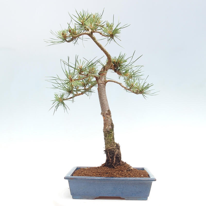 Vonkajšie bonsai - Pinus Sylvestris - Borovica lesná
