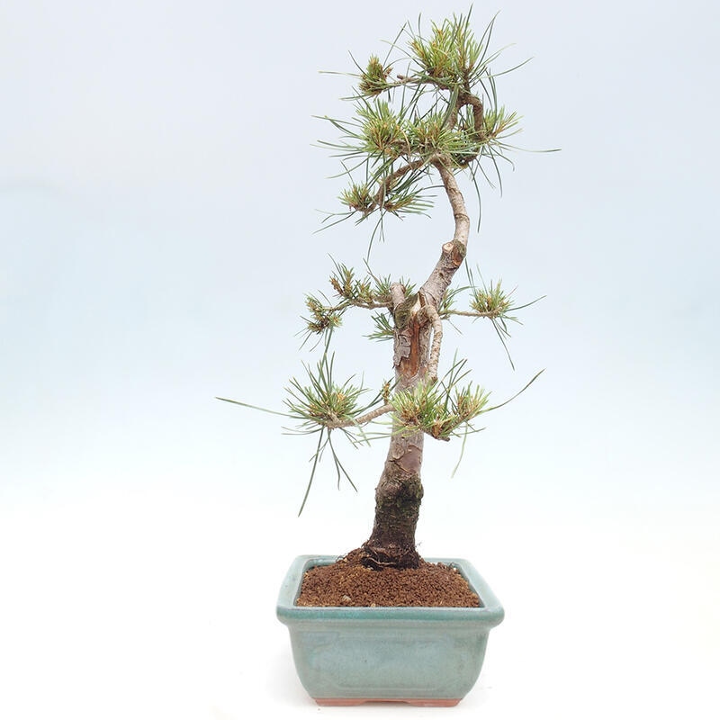 Vonkajšie bonsai - Pinus Sylvestris - Borovica lesná