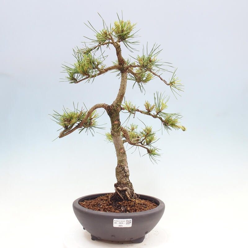 Vonkajšie bonsai - Pinus Sylvestris - Borovica lesná