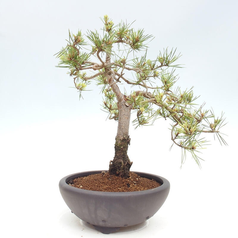 Vonkajšie bonsai - Pinus Sylvestris - Borovica lesná
