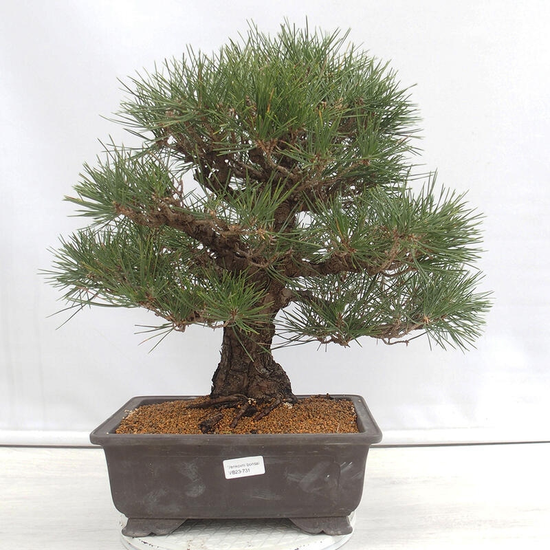 Vonkajšie bonsai - Pinus thunbergii - Borovica thunbergova