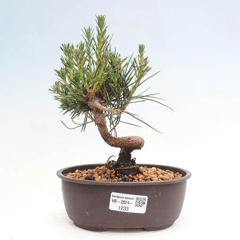 Vonkajší bonsai - Pinus thunbergii - Borovica thunbergova