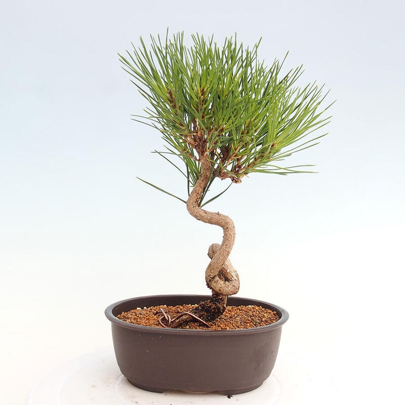Vonkajší bonsai - Pinus thunbergii - Borovica thunbergova
