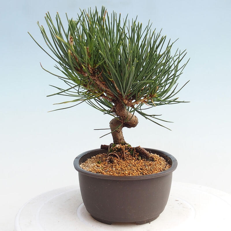 Vonkajší bonsai - Pinus thunbergii - Borovica thunbergova