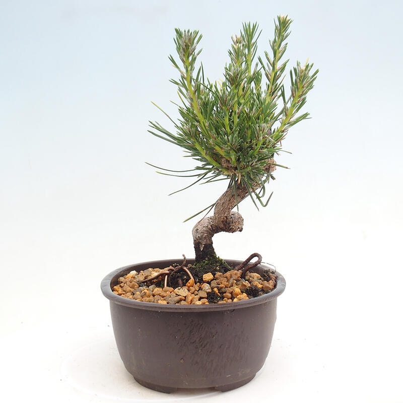 Vonkajší bonsai - Pinus thunbergii - Borovica thunbergova