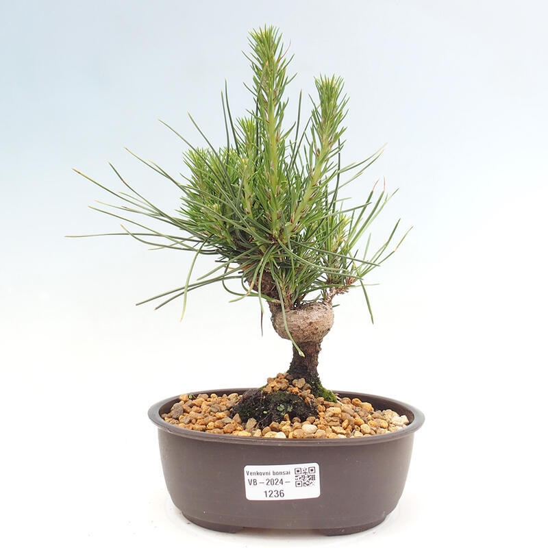 Vonkajší bonsai - Pinus thunbergii - Borovica thunbergova