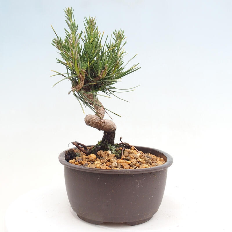 Vonkajší bonsai - Pinus thunbergii - Borovica thunbergova