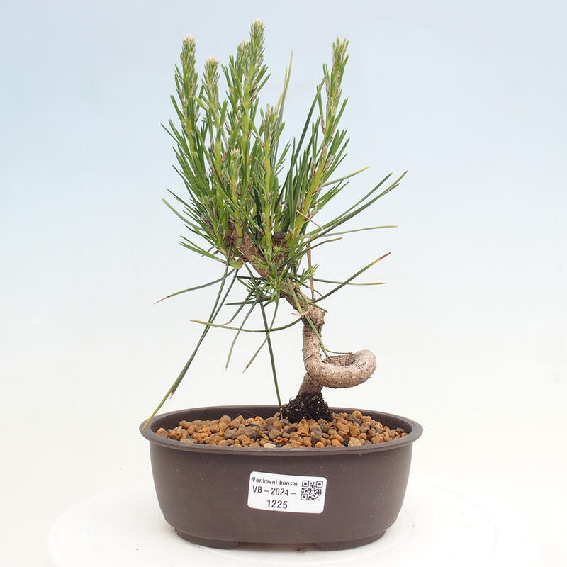 Vonkajší bonsai - Pinus thunbergii - Borovica thunbergova