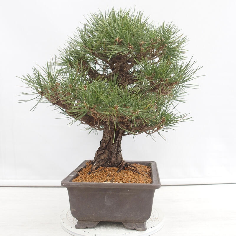 Vonkajšie bonsai - Pinus thunbergii - Borovica thunbergova