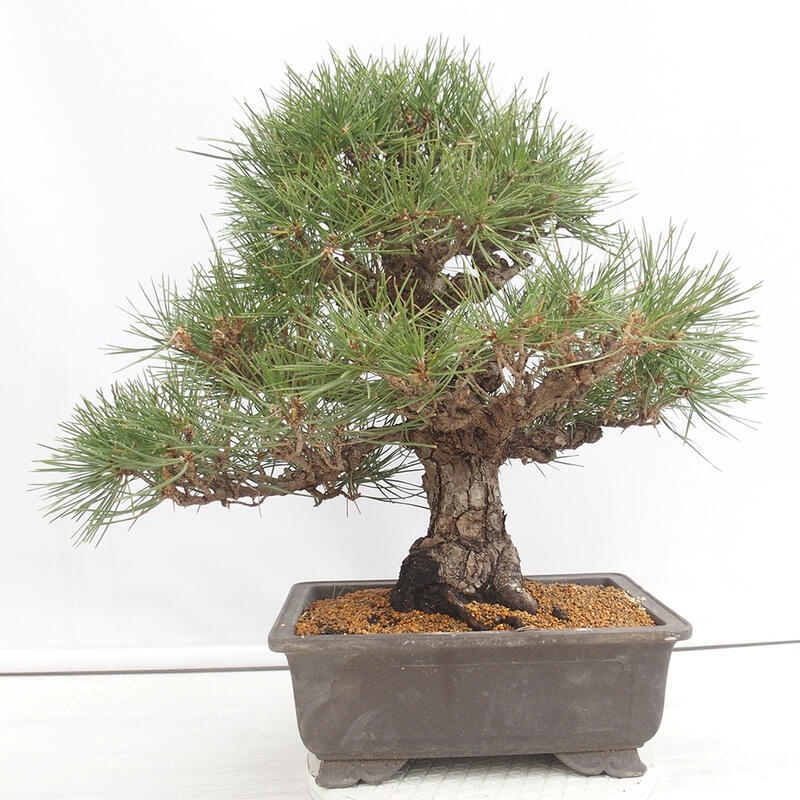 Vonkajšie bonsai - Pinus thunbergii - Borovica thunbergova