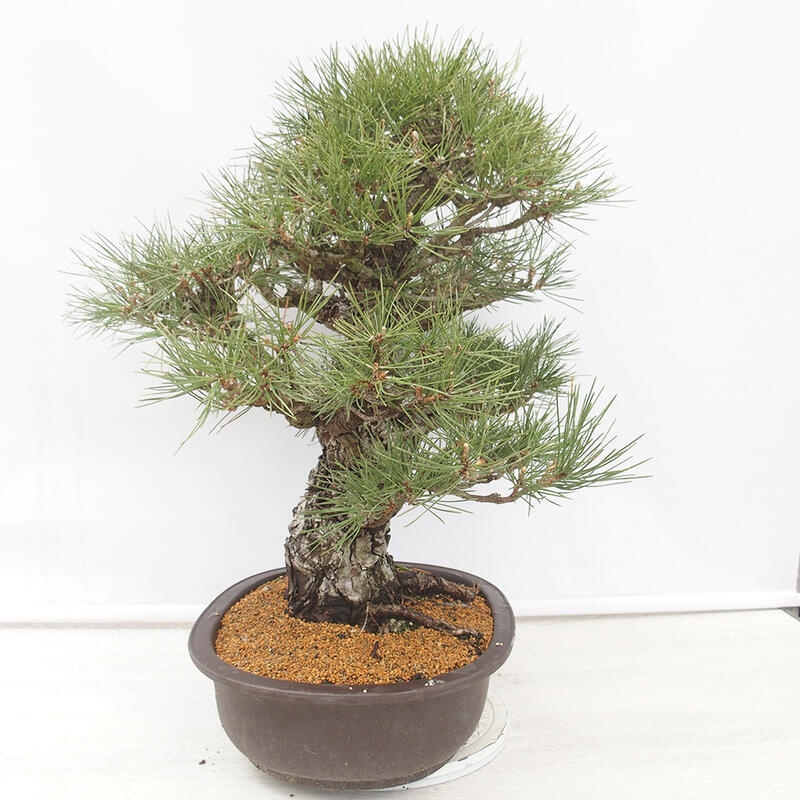 Vonkajšie bonsai - Pinus thunbergii - Borovica thunbergova