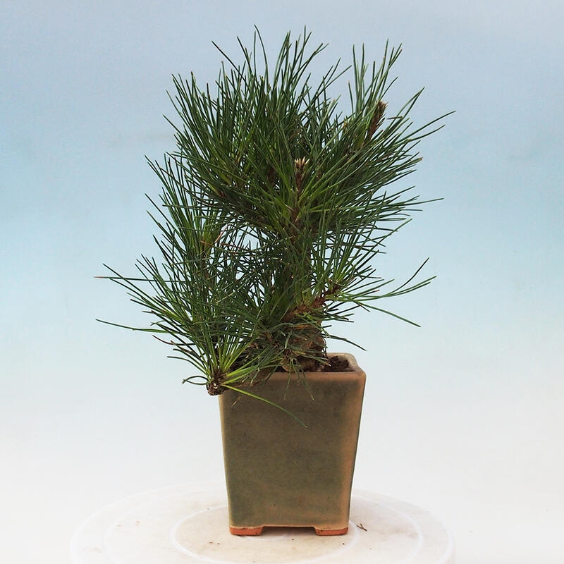 Vonkajší bonsai - Pinus thunbergii - Borovica thunbergova