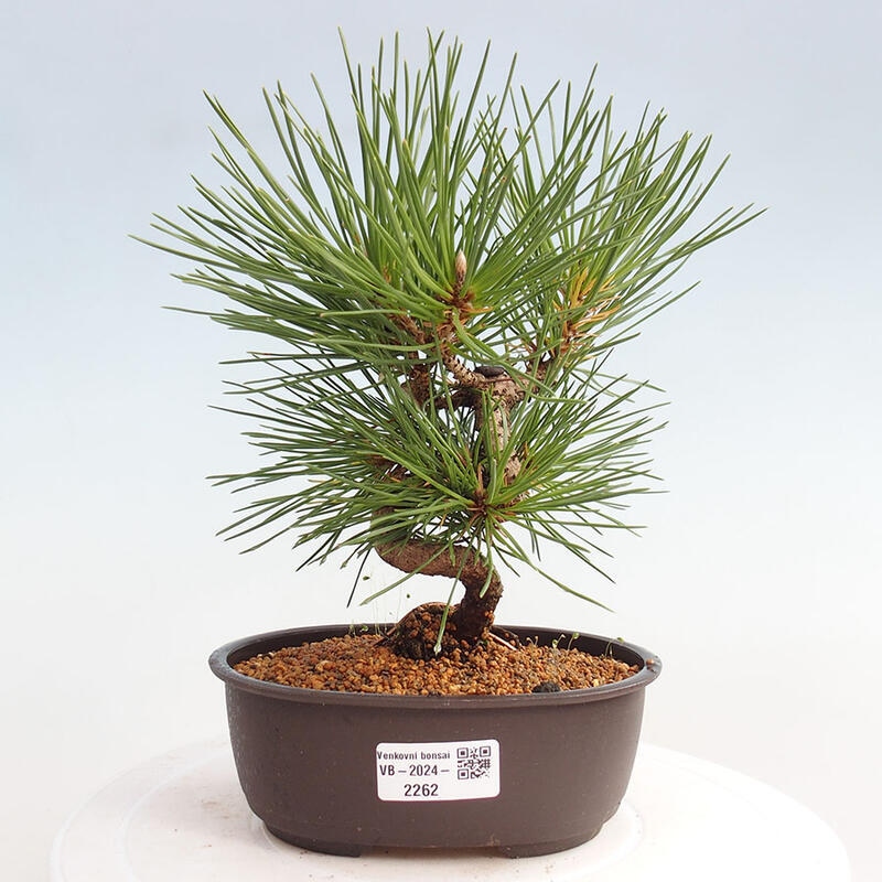 Vonkajší bonsai - Pinus thunbergii - Borovica thunbergova