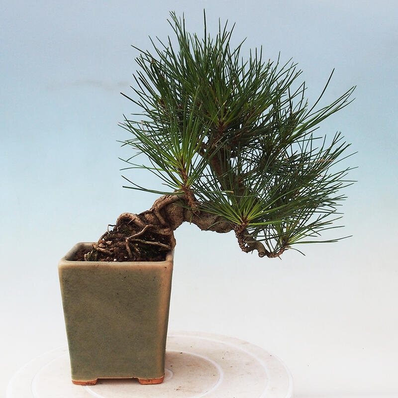 Vonkajší bonsai - Pinus thunbergii - Borovica thunbergova