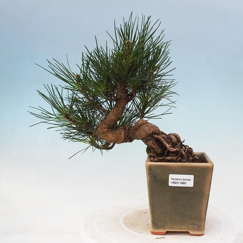 Vonkajší bonsai - Pinus thunbergii - Borovica thunbergova