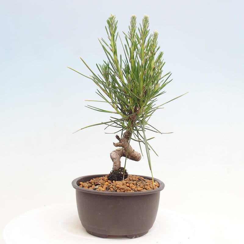 Vonkajší bonsai - Pinus thunbergii - Borovica thunbergova