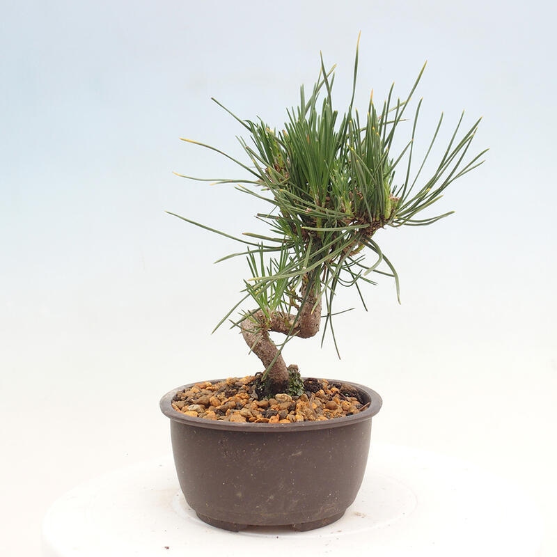 Vonkajší bonsai - Pinus thunbergii - Borovica thunbergova