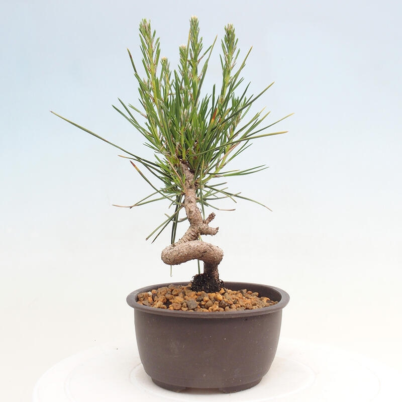 Vonkajší bonsai - Pinus thunbergii - Borovica thunbergova