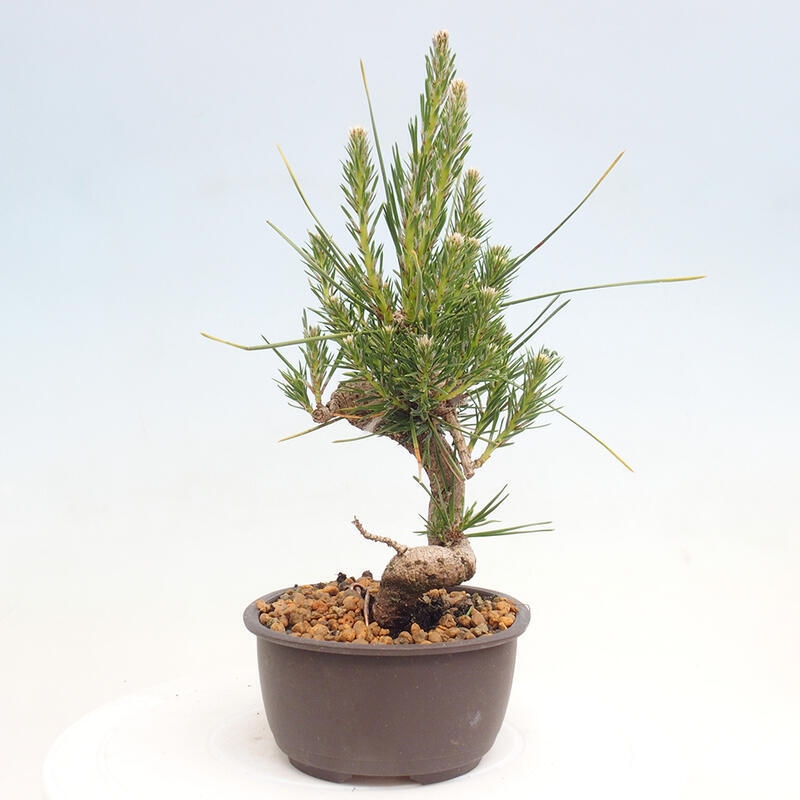 Vonkajší bonsai - Pinus thunbergii - Borovica thunbergova