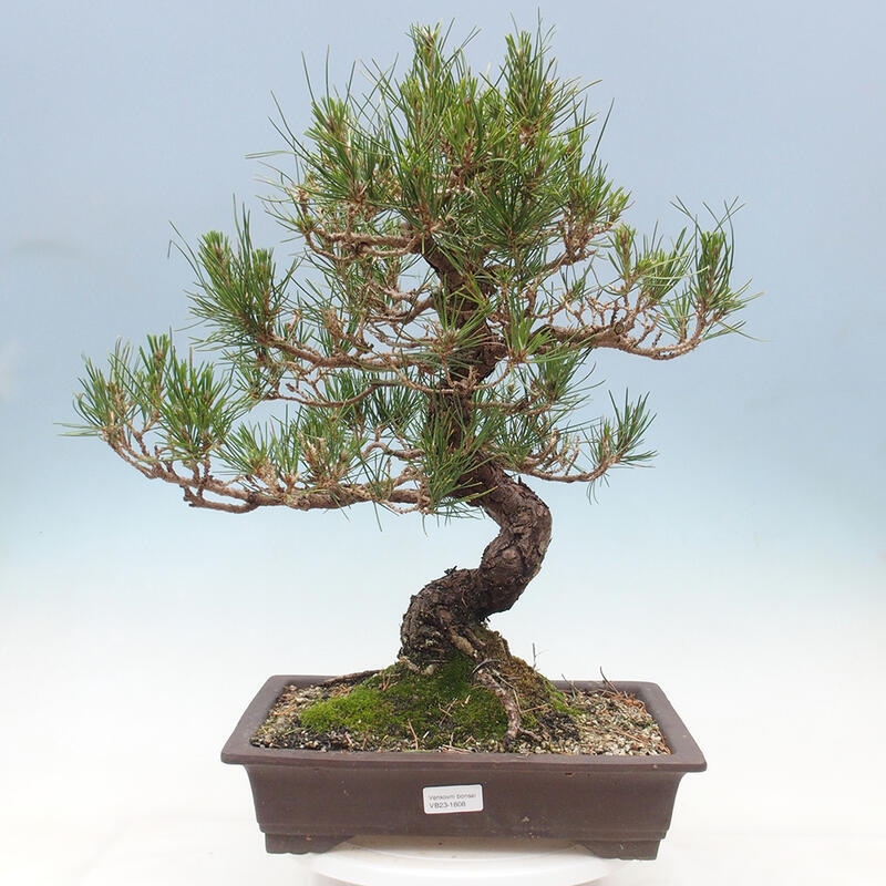 Vonkajší bonsai - Pinus thunbergii - Borovica thunbergova